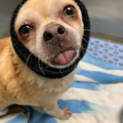 Happy Hoodie Pink, X-Small 16 Happy Hoodie Pink, X-Small -Wahl Shop HH 00 PK 4