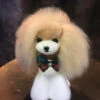 Mr. Jiang Teddy Bear Head Hair / Model Dog [Champagne] -Wahl Shop MJ TB04C