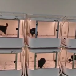 Smart Dog Cabin M01 Pro -Wahl Shop PI M01Pro 7