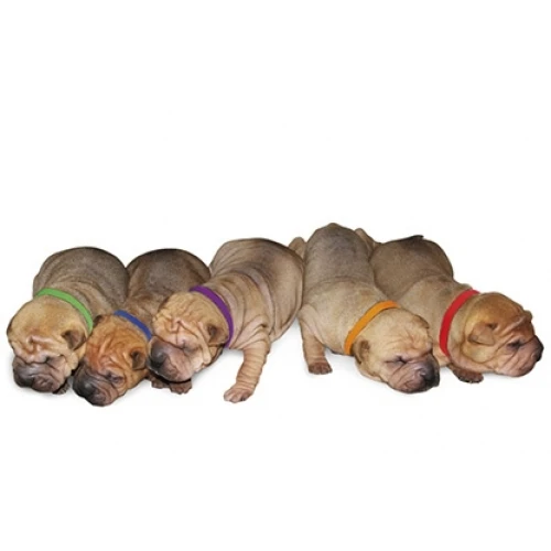 4Pups ID Collars 12 Pcs Pup Collars For Puppies 4 4Pups ID Collars 12 Pcs Pup Collars For Puppies - Image 2