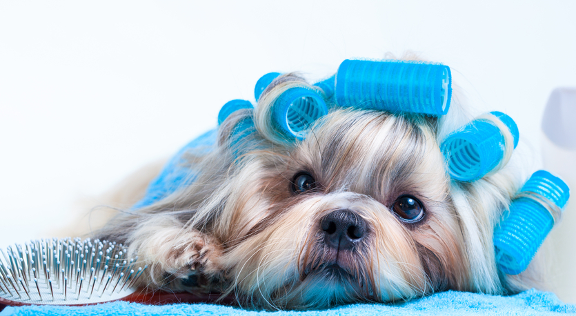 Front Page 31 Front Page -Wahl Shop noroot